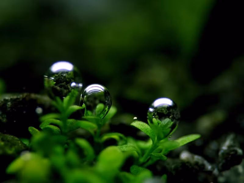 Muốn lấy được cỏ để chế biến, đêm trước ngày rằm tháng Tám phải dắt một con bạch mã lên núi. Khi mặt trời vừa mọc, dẫn bạch mã đến chỗ cỏ Phương Chi mọc để ngựa ăn.