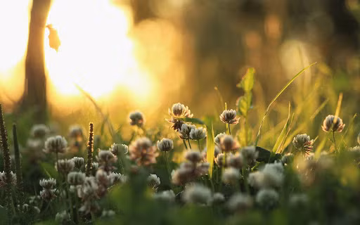 Nhìn đã biết là cỏ quý, Khang Hy đặc biệt hỏi về tên của loại cỏ này và được biết đó là cỏ Phương Chi, chỉ mọc trên núi đá Thái Hàng, mọc hướng về mặt trời và đặc biệt chỉ mọc vào rằm tháng Tám năm nhuận.