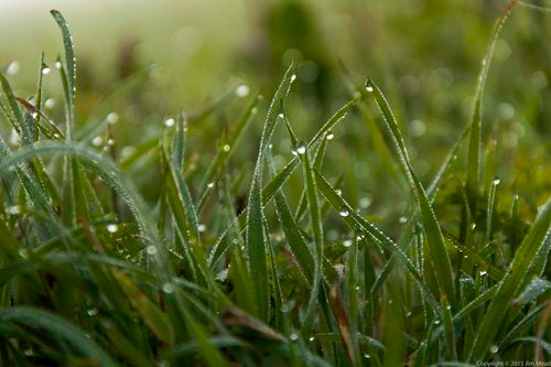 Thời gian sinh trưởng và tồn tại cũng chỉ từ 1 tháng đến 45 ngày, ngay khi gặp gió bấc đầu mùa thì sẽ khô héo và tàn lụi. Việc lấy cỏ cũng công phu và đẫm máu như đã nêu ở trên.