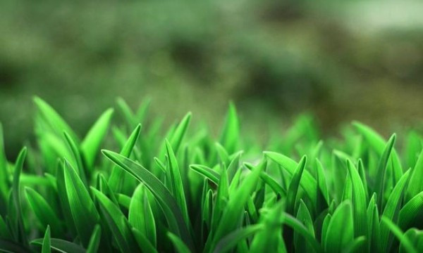 Sách ghi lại, cỏ Phương Chi có tính mát, trong bữa tiệc năm đó được nấu chung với Long Tu, giúp người ăn có được cảm giác khoan khoái, trừ bỏ mệt mỏi.