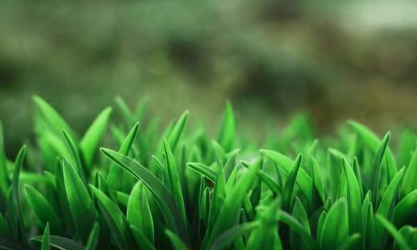 Sách ghi lại, cỏ Phương Chi có tính mát, trong bữa tiệc năm đó được nấu chung với Long Tu, giúp người ăn có được cảm giác khoan khoái, trừ bỏ mệt mỏi.