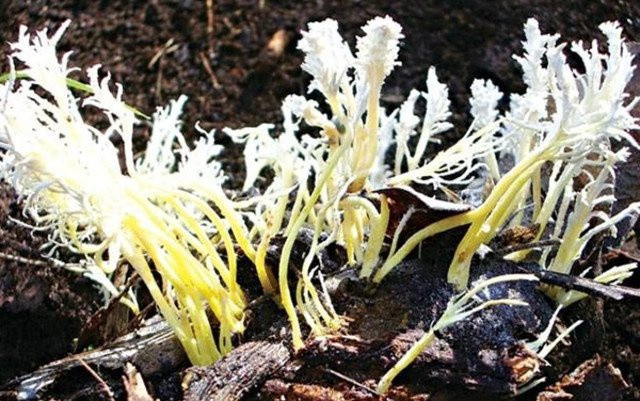 Có một điểm thú vị là giai thoại về loại cỏ này có rất nhiều nhưng hình dáng thực sự của loài cỏ này đến nay vẫn chưa được xác nhận. Trong ảnh là một minh họa của loài cỏ Phương Chi "thần thánh" mà nhiều người sử dụng.