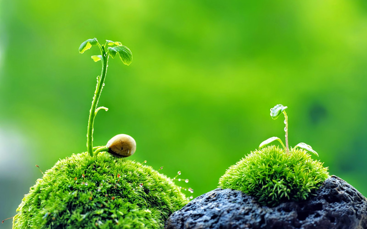 Ngựa ăn xong thì chém chết ngay, sau đó mổ bụng ngựa, lấy dạ dày có chứa cỏ Phương Chi đem về chế thành thuốc. Chỉ có cách này mới giữ được nguyên hương vị của loại cỏ quý hiếm này.