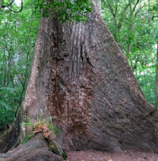 Loại gỗ quý hiếm này có vẻ ngoài sọc đặc biệt, với các vệt màu nâu sẫm đến đen trên nền màu vàng nhạt đến vàng, giống như bộ lông của ngựa vằn. Gỗ cứng, nặng, đặc và bền, có kết cấu thô và thớ đan vào nhau, là 1 trong những loại gỗ cứng nhất thế giới. Nó có mùi dễ chịu khi làm việc và vị nhẹ khi nhai. (Ảnh minh họa)