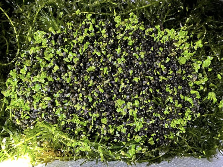 Khoi nghiep nuoi oc buou den, thu lai 400 trieu dong moi nam-Hinh-3