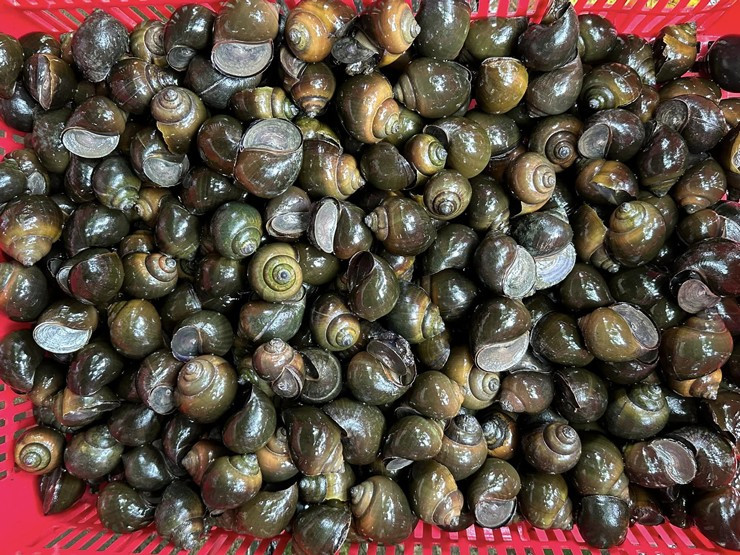 Khoi nghiep nuoi oc buou den, thu lai 400 trieu dong moi nam