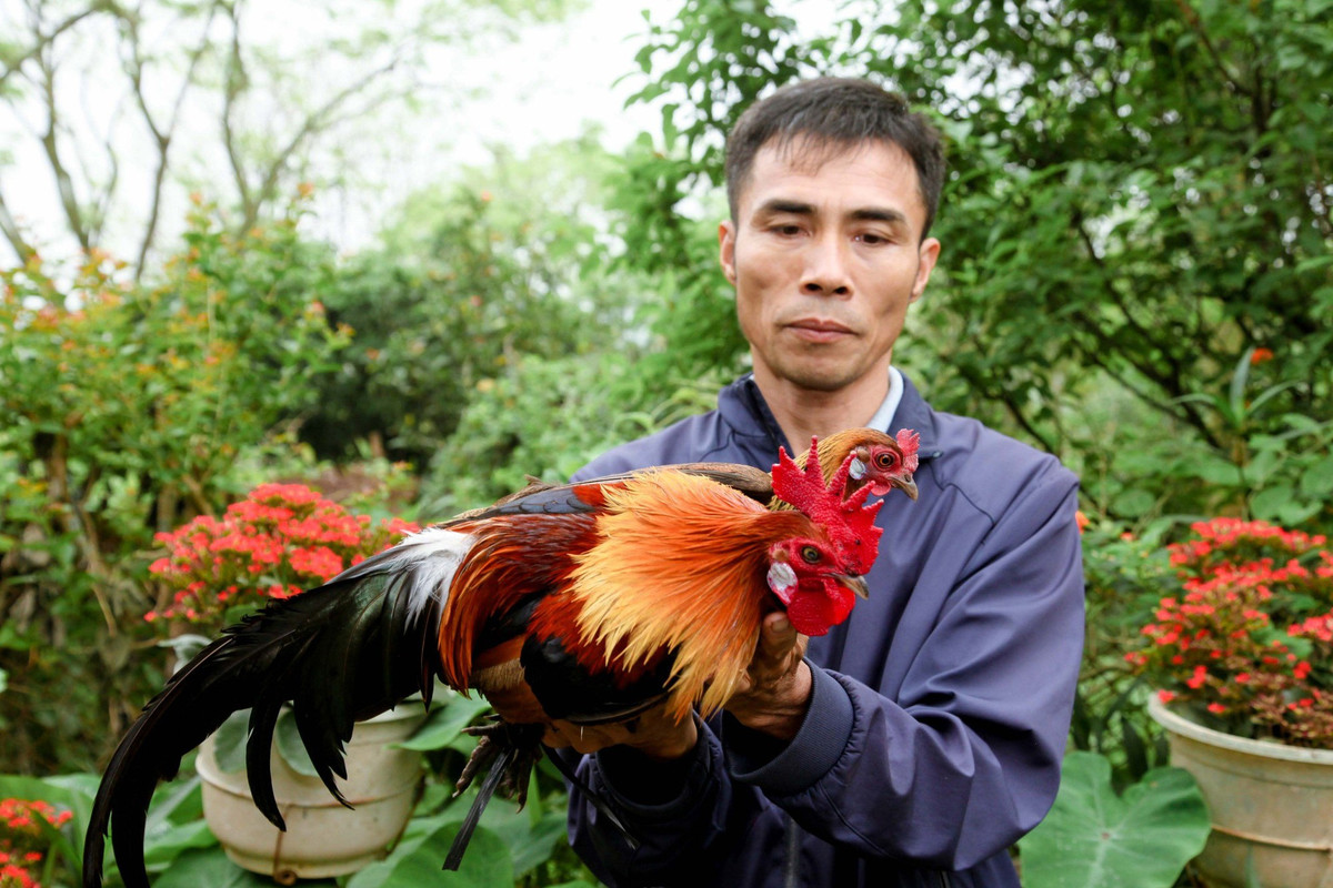 Hiệu quả kinh tế cao từ mô hình nuôi gà rừng Hieu qua kinh te cao tu mo hinh nuoi ga rung