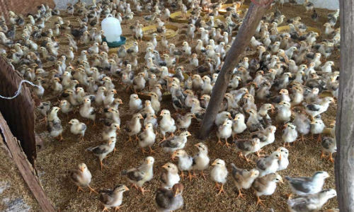 Những trại gà ở Tam Dương, Vĩnh Phúc không mùi hôi.