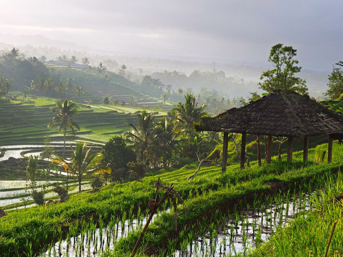 Cảnh quan tuyệt đẹp ở Ubud, Bali là trải nghiệm đáng nhớ của du khách khi đi du lịch một mình.