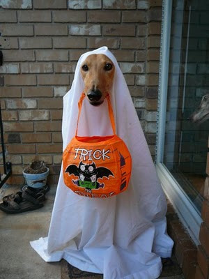 24,2% thú cưng được chủ nhân hóa trang cho tham dự đêm tiệc Halloween náo nhiệt.