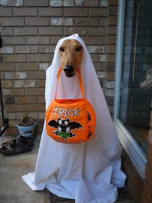 24,2% thú cưng được chủ nhân hóa trang cho tham dự đêm tiệc Halloween náo nhiệt.