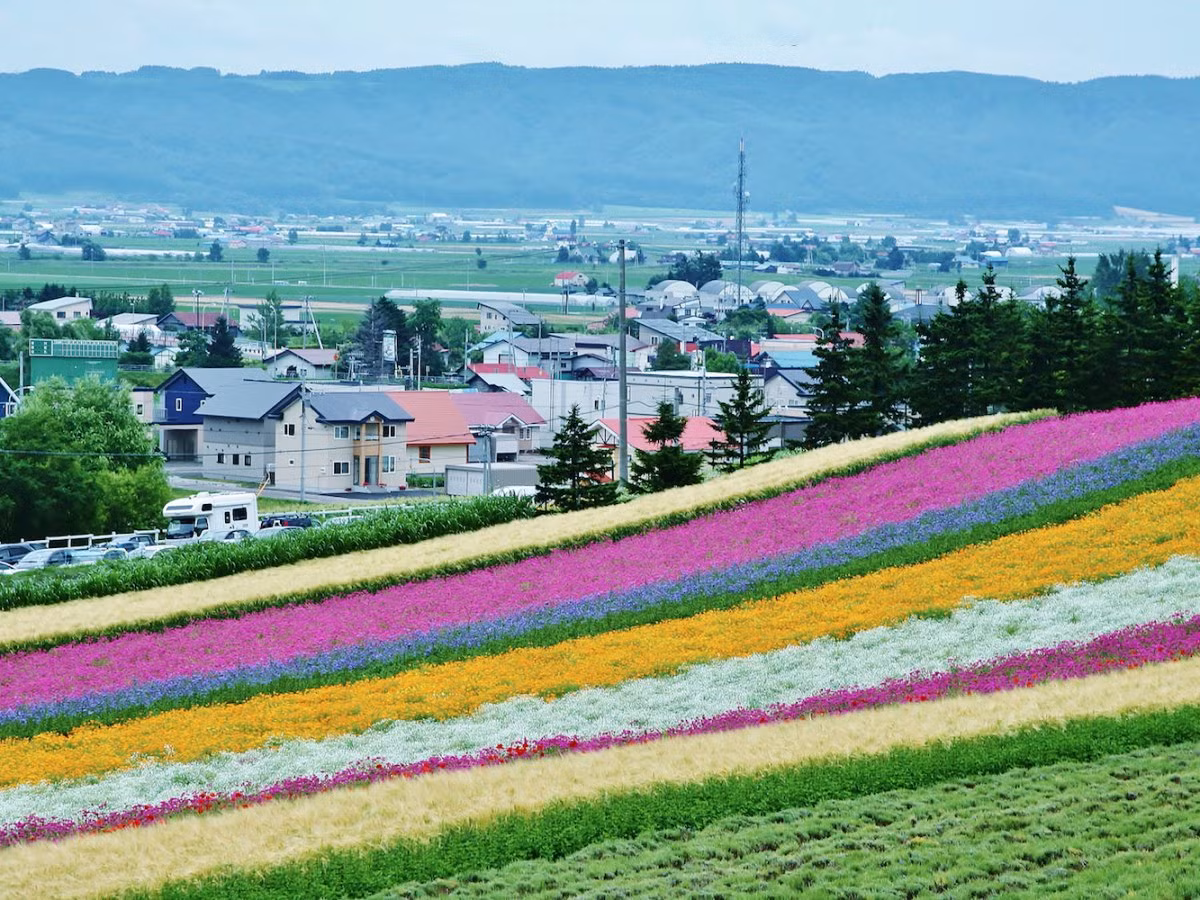 Những cánh đồng hoa đầy màu sắc và hương thơm ngát ở trang trại Tomita, Furano, Nhật Bản.