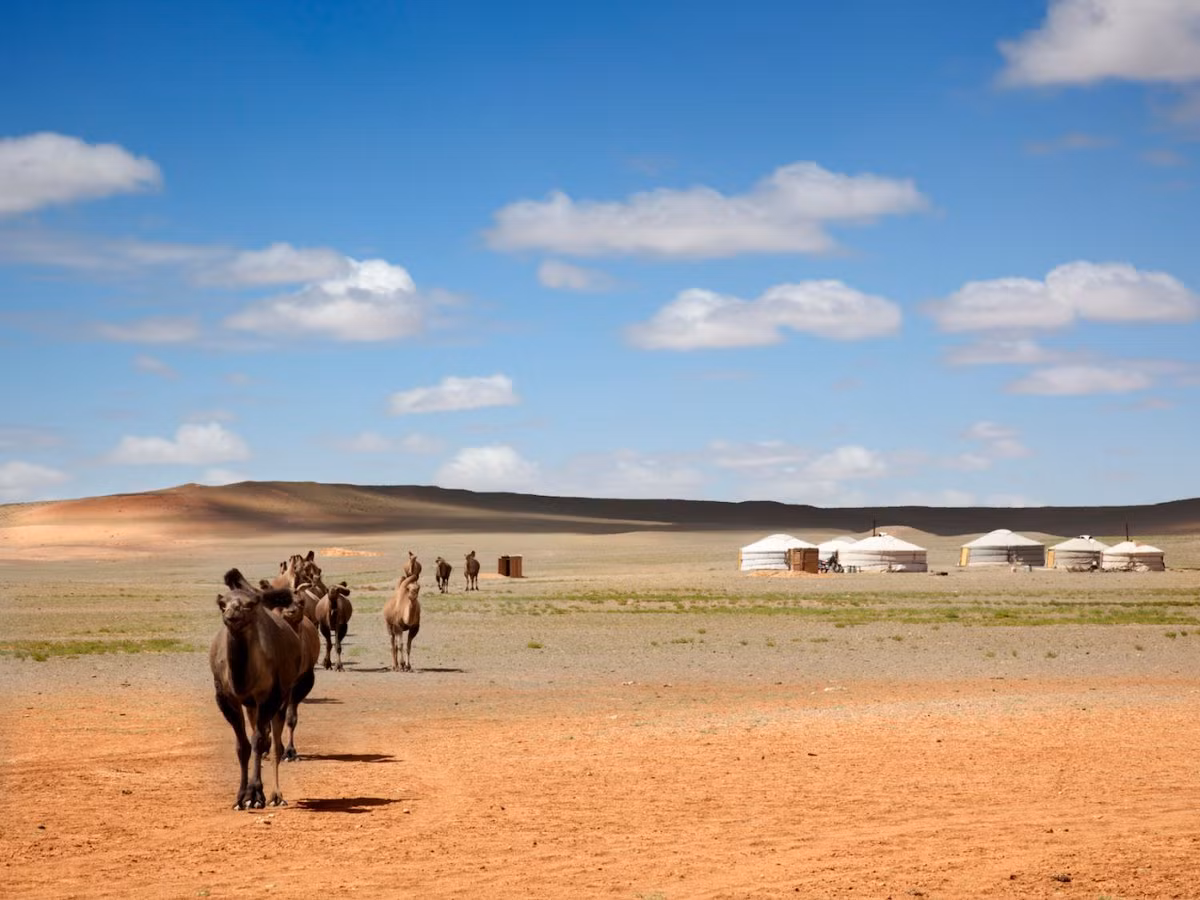 Cưỡi lạc đà và ở qua đêm tại yurt - nhà của người Mông Cổ ở sa mạc Gobi.