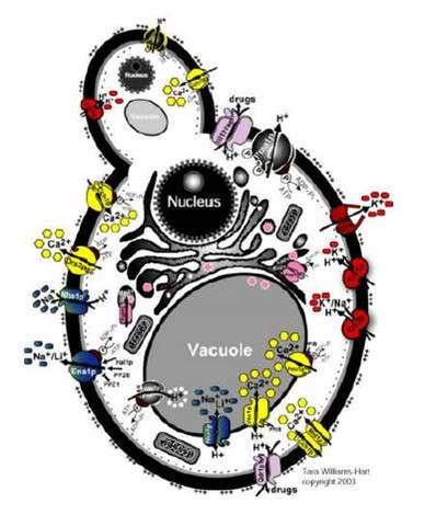 Vi sao chi an com hay banh my cung bi... say xin?-Hinh-4