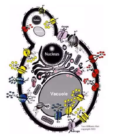 Vi sao chi an com hay banh my cung bi... say xin?-Hinh-4