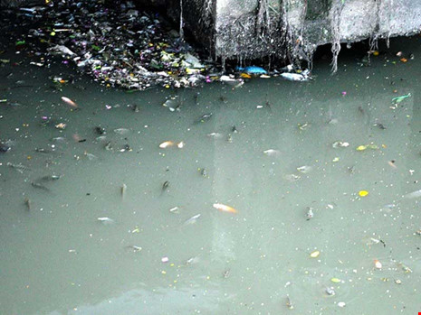 Cá đủ chủng loại nổi đầy kênh Nhiêu Lộc - Thị Nghè và cá đã chết rải rác.