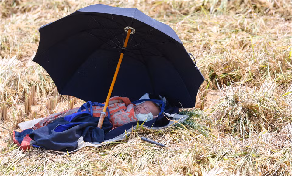Giấc ngủ trưa yên bình của một em bé ở xã La Pán Tẩn (Mù Cang Chải, Yên Bái) khi bố mẹ đang gặt lúa. Giữa cánh đồng ngày mùa, mẹ cắt những bông lúa xung quanh trải thành một lớp đệm êm, lót tấm nylon cùng chiếc ô che nắng để em có chỗ nằm thật thoải mái. Ảnh: Phạm Trung.