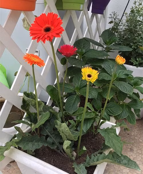 Một chậu đồng tiền nhỏ xinh đã dư sức giúp tài vận của gia chủ phất lên như diều gặp gió - Ảnh minh họa: Internet