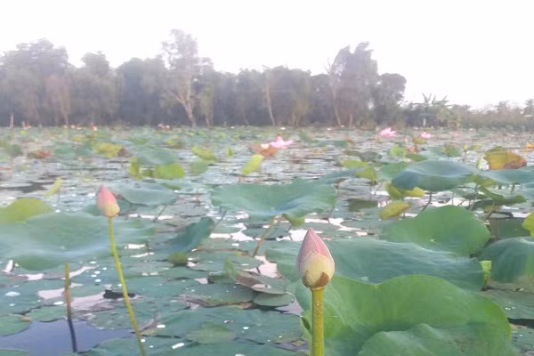 Trên hoa sen nở, dưới cá đồng bơi lãi gấp đôi trồng lúa - Hình 2 Tren hoa sen no, duoi ca dong boi lai gap doi trong lua-Hinh-2