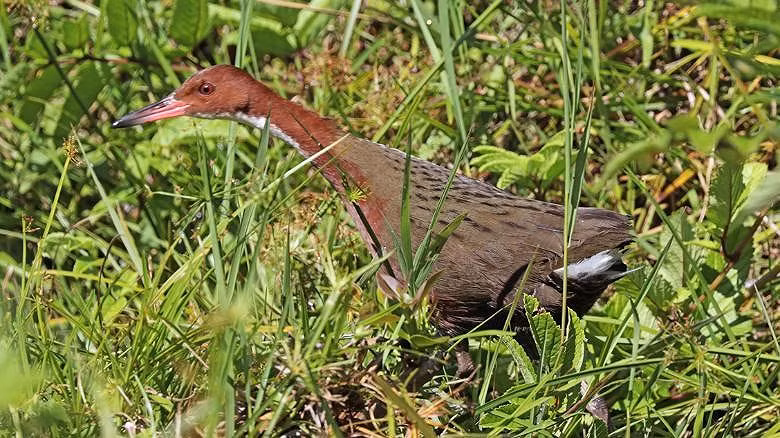 Sung sot loai chim da tuyet chung 136.000 nam truoc