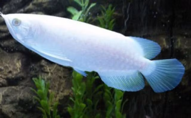 Con số 400.000 USD đúng là ngoài sức tưởng tượng nhưng lại là mức giá có thể hiểu được khi cá rồng bạch kim (Platinum Arowana) được đánh giá là một trong những loài cá hiếm nhất thế giới với số lượng rất hạn chế.