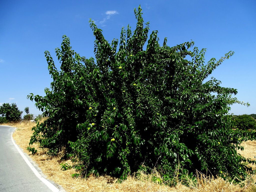 Trong 1.950 loài thực vật có hoa trên toàn thế giới, 140 loài chỉ có ở đảo Cyprus.