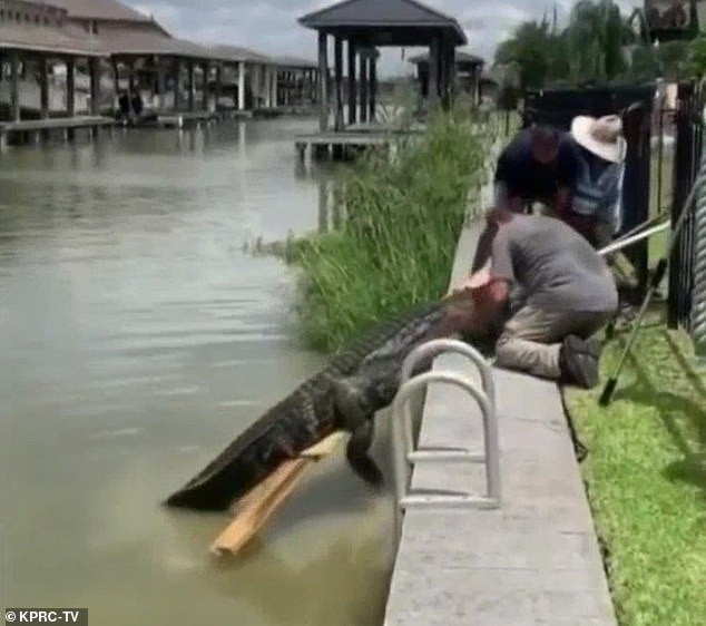 Cha dung cam giai cuu con gai 4 tuoi truoc ham ca sau-Hinh-8