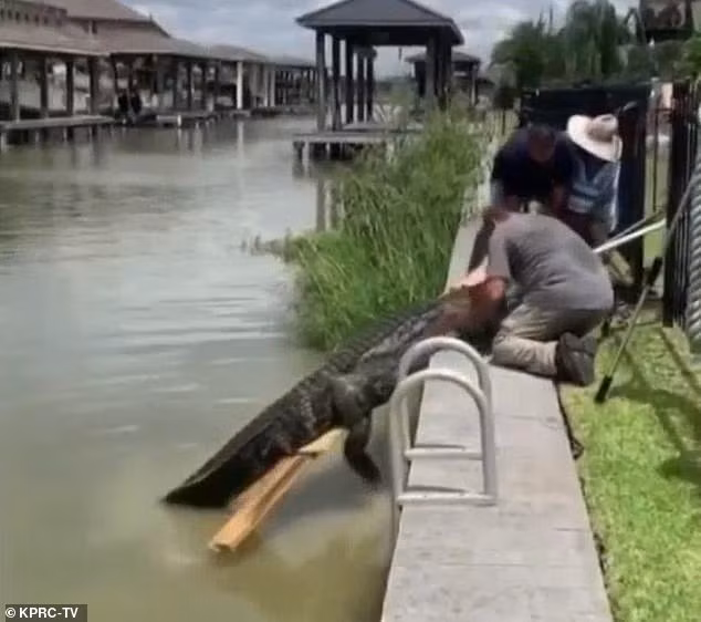 Cha dung cam giai cuu con gai 4 tuoi truoc ham ca sau-Hinh-8