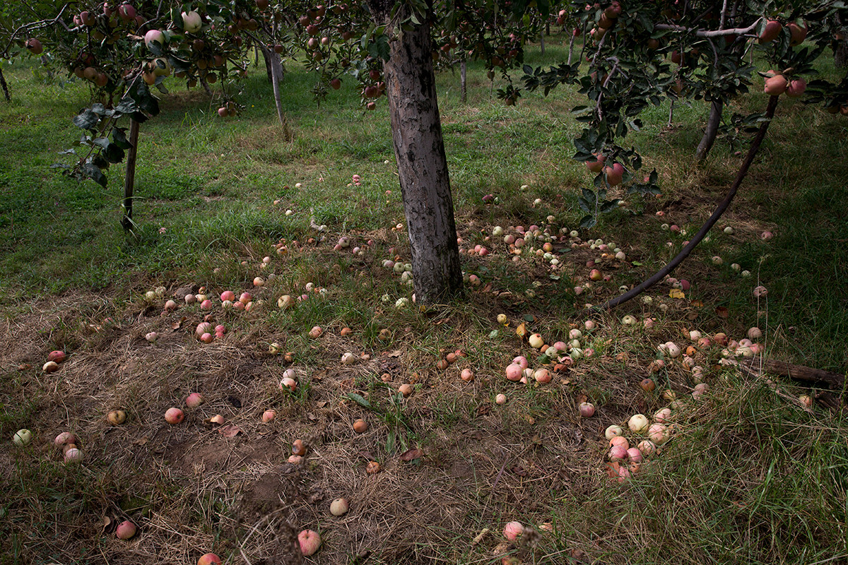 Tình hình chính trị và an ninh bất ổn ở Kashmir cũng ảnh hưởng đến ngành công nghiệp táo - "xương sống" của nền kinh tế khu vực này. Được biết, hơn 3 triệu người dựa vào nghề làm vườn để kiếm sống ở Kashmir.