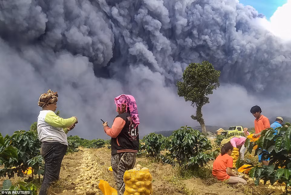 Người dân thu hoạch khoai tây khi núi lửa Sinabung phun khói bụi, tại Karo, tỉnh Bắc Sumatra.
