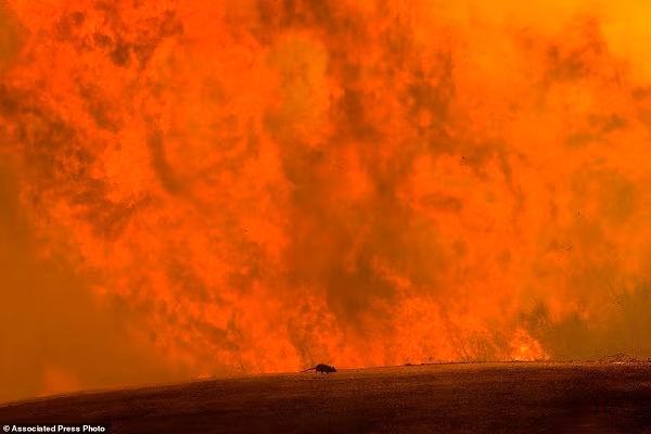 California chim trong bien lua vi chay rung, ca nghin nguoi voi so tan-Hinh-2