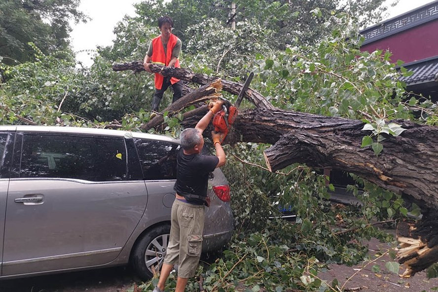 Cây đổ xuống ô tô trong khu dân cư Sanlitun ở Bắc Kinh ngày 12/8 sau trận mưa lớn. Ảnh: CGTN.