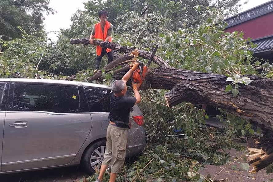 Cây đổ xuống ô tô trong khu dân cư Sanlitun ở Bắc Kinh ngày 12/8 sau trận mưa lớn. Ảnh: CGTN.