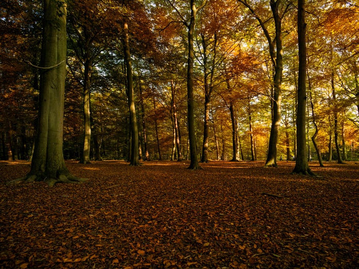 Thị trấn Brentwood cách thủ đô London không quá xa. Nơi này có rất nhiều khu vườn và công viên...Ngoài ra, thị trấn còn có nhà thờ Brentwood có kiến trúc ấn tượng.