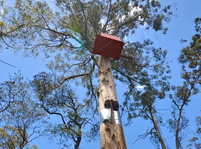 Ngôi nhà trên cây trong khu rừng Toolangi, bang Victoria, Australia. Ngôi nhà này được xây dựng để phản đối nạn phá rừng tự nhiên diễn ra trong khu vực.