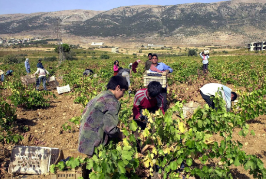 Rượu vang đã được sản xuất tại thành phố Baalbek của Li Băng trong khoảng 6 thiên niên kỷ. Ảnh chụp tại thung lũng Bekaa. Ảnh: AP.