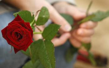 Tìm kiếm sự lãng mạn cho ngày Valentine ở nông thôn quả không dễ. Nhưng đôi khi chỉ cần sự chân thành, tình cảm giản dị trong mỗi người... là mục đích này đã có thể đạt được.