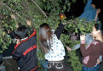 "Lộc" chẳng thấy đâu, chỉ thấy cảnh quan trên đường phố bị tàn phá nặng nề do các cây trồng xơ xác chỉ sau một đêm giao thừa. Một số bạn trẻ còn bẻ cây, bẻ cành và để đem bán lại cho người khác kiếm tiền lời.