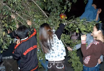 "Lộc" chẳng thấy đâu, chỉ thấy cảnh quan trên đường phố bị tàn phá nặng nề do các cây trồng xơ xác chỉ sau một đêm giao thừa. Một số bạn trẻ còn bẻ cây, bẻ cành và để đem bán lại cho người khác kiếm tiền lời.