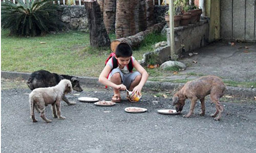 Cậu bé tên Ken, 9 tuổi, đang chia thức ăn cho những con chó và mèo đi lạc. Ảnh: BS.