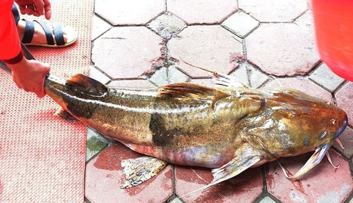 Cá chiên có vẻ bề ngoài rất kì dị và đáng sợ. Da của nó dày, màu da loang lổ, hàm răng lởm chởm rất sắc, phần đầu to, có râu, trong khi thân trơn nhẵn bóng. Muốn săn được loài cá này phải có lòng dũng cảm, sự kiên trì và sức khỏe. (Ảnh: Dân Việt)