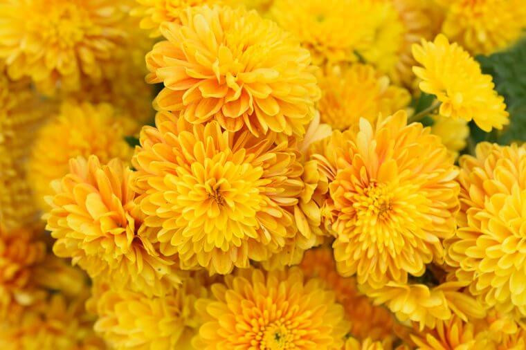 Trà hoa cúc xua tan cái nóng: Cho dù uống nóng hay lạnh, trà hoa cúc đều giúp cho nhiệt độ cơ thể thấp hơn, theo tờ China Daily. Nó cũng làm dịu phát ban do nhiệt.