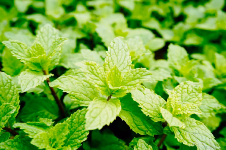 Trà bạc hà: Hãy đun một nồi trà bạc hà, sau đó bỏ vào tủ lạnh. Khi nước lạnh, bạn rót vào bình xịt và dùng để phun sương lên mặt. Đây chính là cách giữ cơ thể mát mẻ hơn trong thời tiết nóng bức.