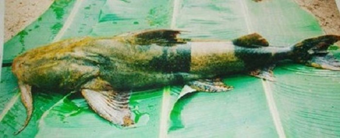 Những con cá chiên khổng lồ, có khi nặng tới 70 - 80kg với cái đầu to lớn, bèn bẹt, đen sẫm, cứng như đá, đã từng được miêu tả như những “quả bom tấn” đen sì, có khi vàng ươm chìm dưới đáy sông... là một trong 5 loài cá tiến vua vang bóng một thời.(Ảnh: Lao động)