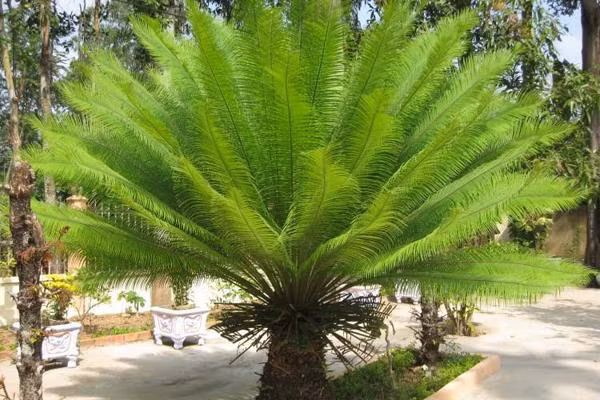 6 loai cay canh co doc to cuc nguy hiem cho tre em-Hinh-4