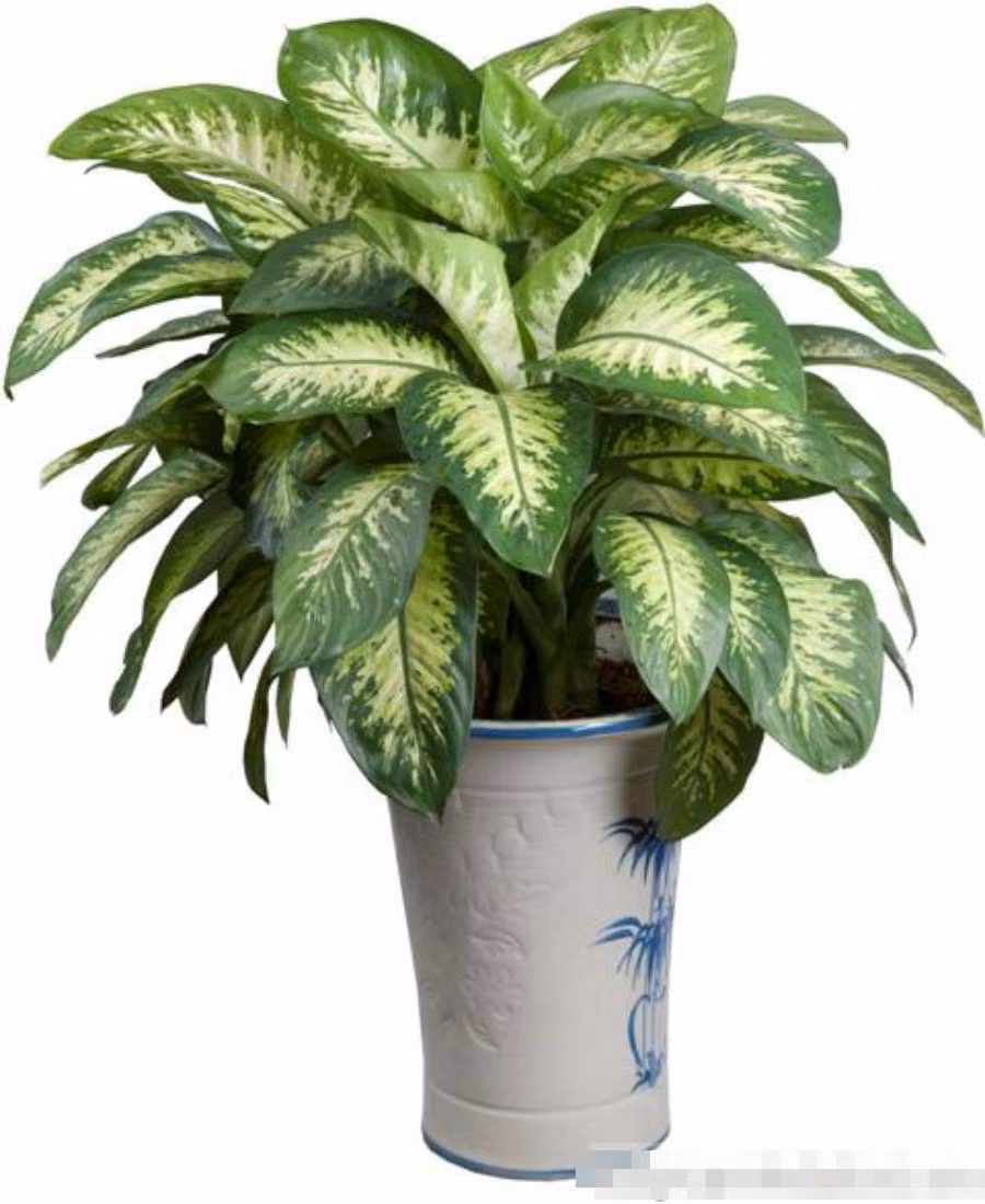 6 loai cay canh co doc to cuc nguy hiem cho tre em-Hinh-6