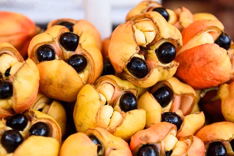 Quả Ackee: Rất được ưa thích ở Jamaica, trái cây ackee chỉ được ăn khi chín và được ăn đúng cách. Ăn quá sớm và chất độc trong trái cây có thể gây nôn trầm trọng và thậm chí có thể dẫn đến tử vong.