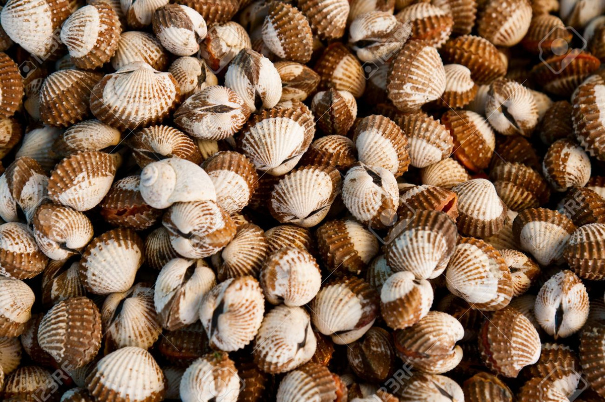 Sò huyết sống dưới bùn nên có nguy cơ bị nhiễm vi khuẩn độc hại và ký sinh trùng cao. Nhưng người ta chỉ thường luộc qua sò huyết rồi ăn ngay nên dễ bị nhiễm các loại virus và vi khuẩn gây bệnh như viêm gan A và E, kiết lỵ và thương hàn.