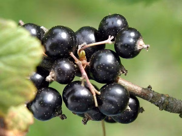 8. Lý chua đen: giàu vitamin C. Trong 100g lý chua có chứa 181mg vitamin C và 322mg kali và giàu chất chống oxy hóa, giúp giảm mỡ mãu và tăng khả năng miễn dịch. Lý chua đen còn được sử dụng trong phương pháp điều trị cả hai triệu chứng thoái hóa thần kinh như rối loạn tâm trạng và Parkinson.