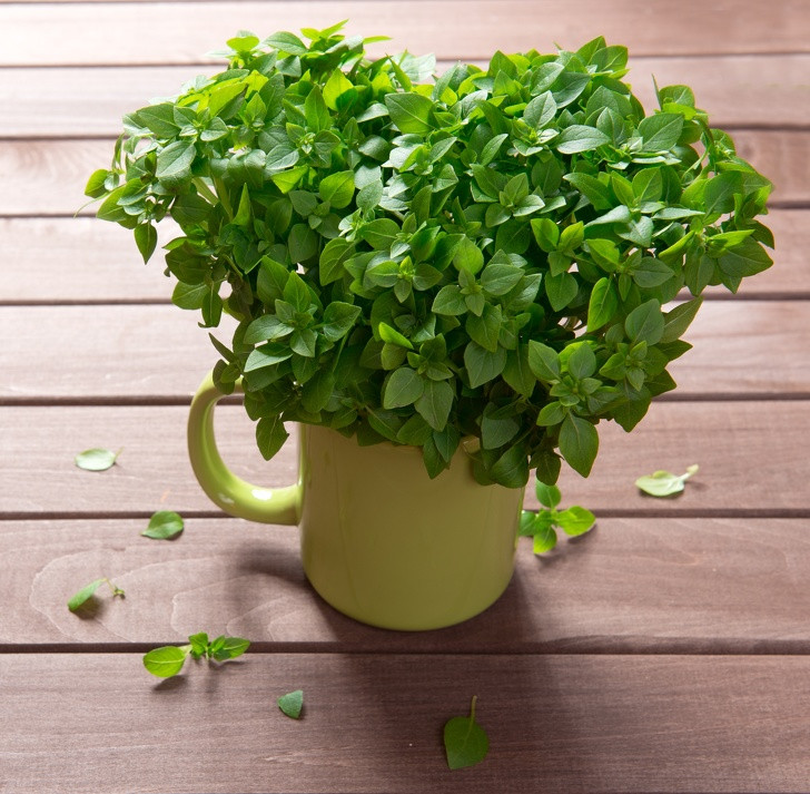 Húng quế cũng là một loại thuốc chống muỗi tự nhiên tiện dụng. Mùi thơm hăng hăng, cay cay của rau húng cũng là nỗi khiếp sợ của loài muỗi. Trồng húng thơm tại nhà rất dễ nên bạn có thể trồng ngay và luôn.